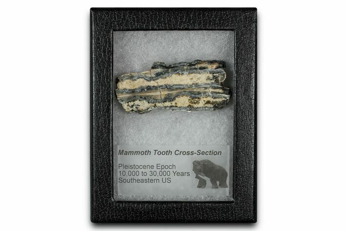 Mammoth Molar Slice With Case - South Carolina #349992
